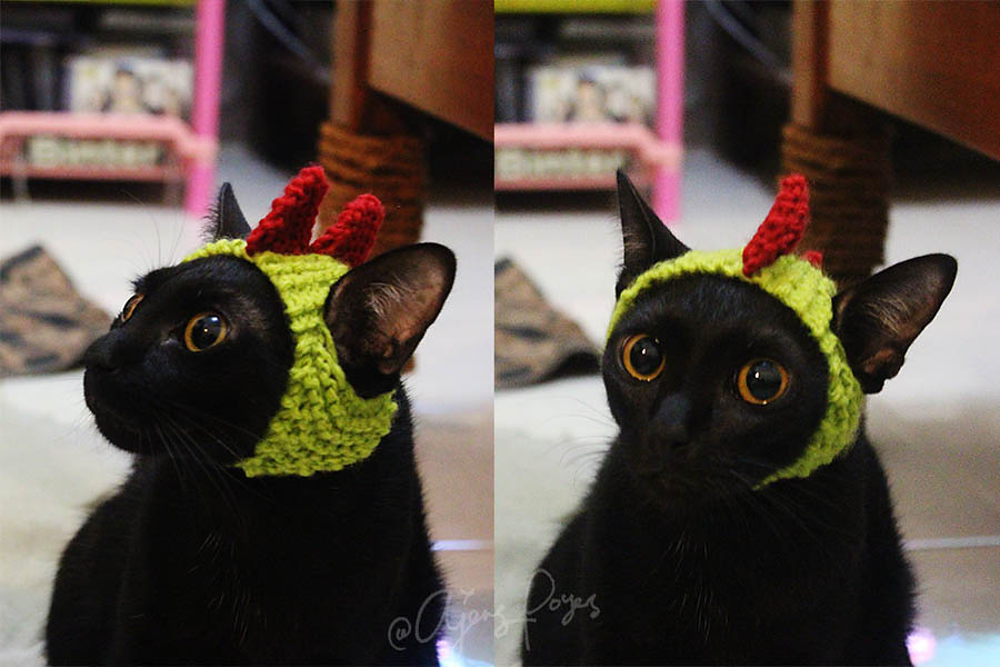 Cat wearing a cute knitted dinosaur hat with spikes